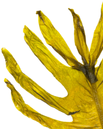 Placeholder afbeelding